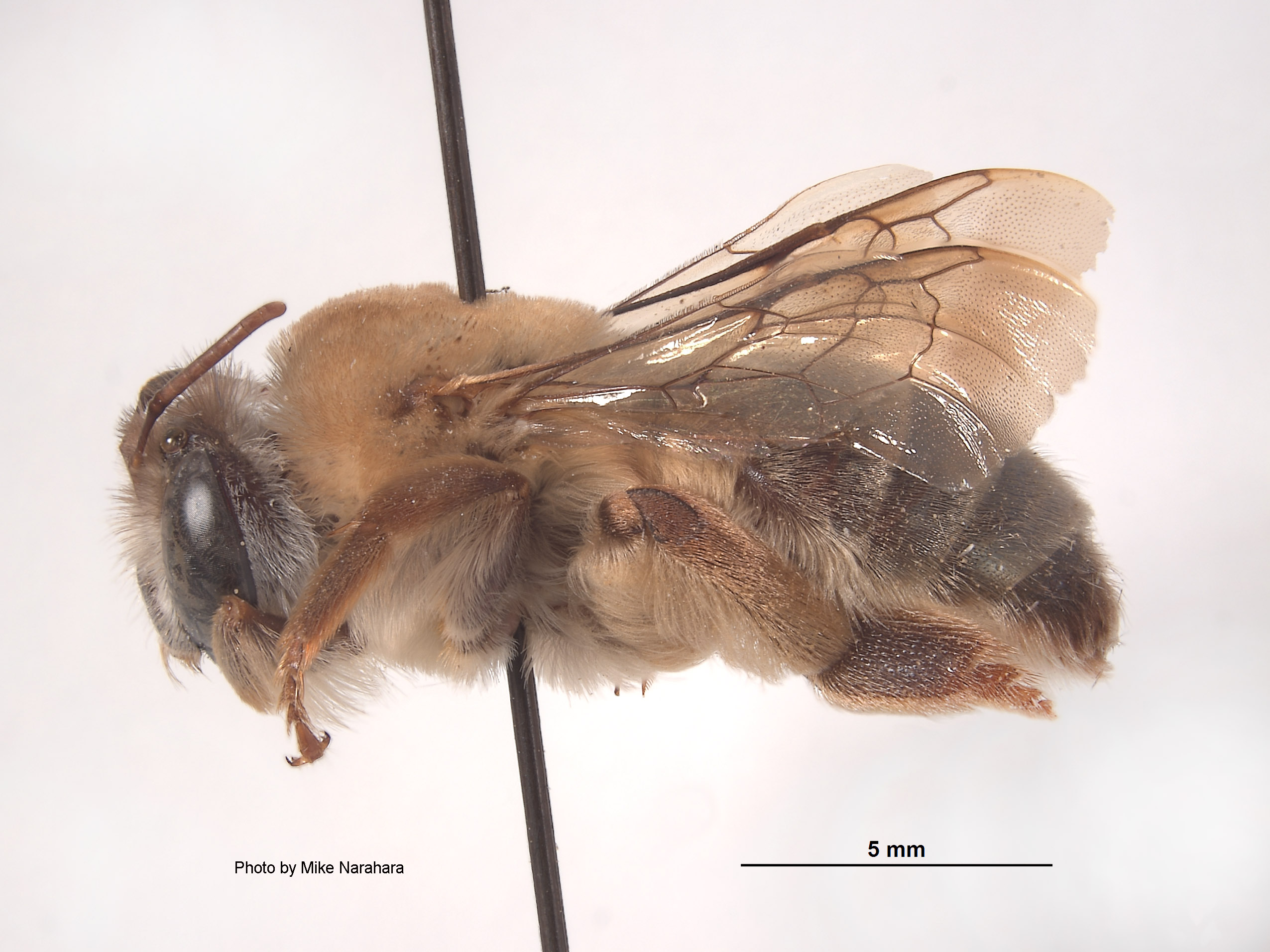 Ptiloglossa jonesi image